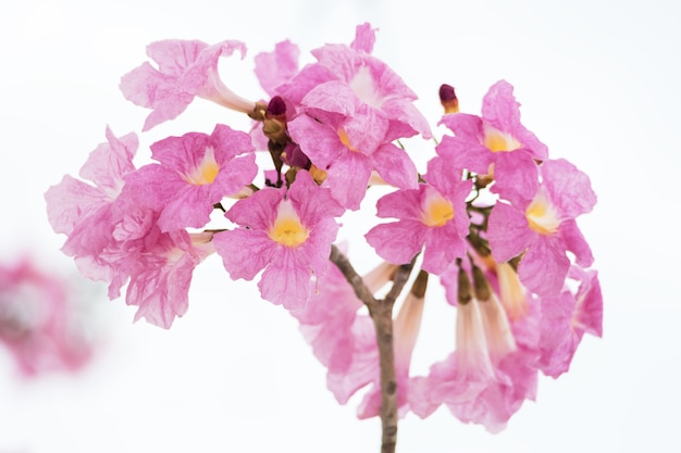 Tabebuia Fleur Rose Douce Qui Fleurit De Près En Thaïlande