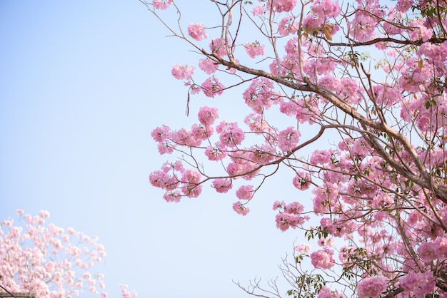 Tabebuia Rosea Est Un Arbre Néotropical à Fleur Rose Et Un