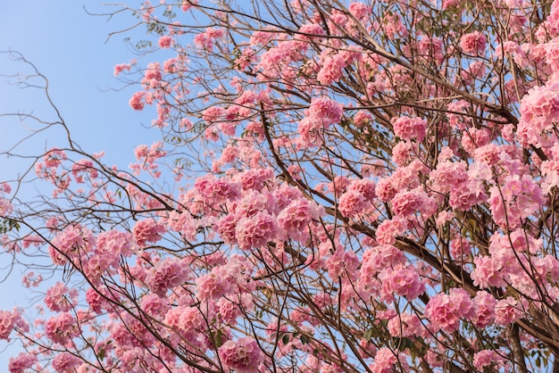 Tabebuia Rosea Est Un Arbre Néotropical à Fleur Rose Nom