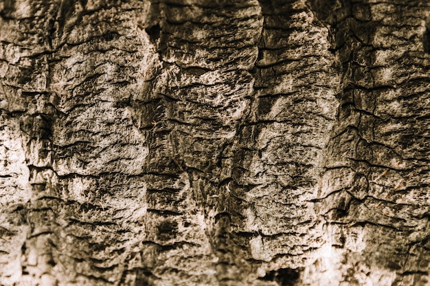 Texture d'arbre Photo gratuit