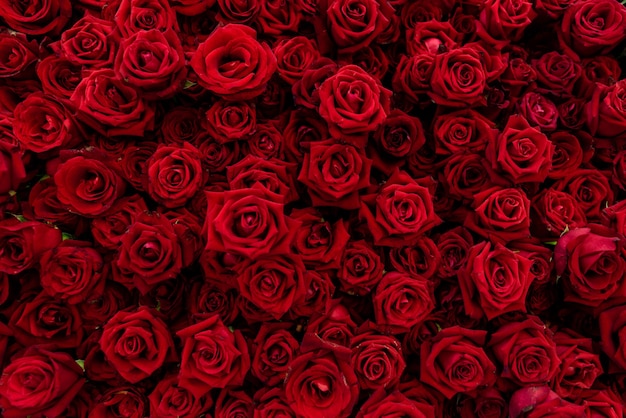 Texture De Fond De Roses Fleur Rouge Rose Rouge Signifie Amour Et Romantique Photo Premium