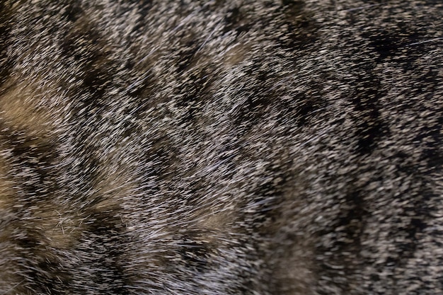 Texture De Fourrure De Chat Gris Photo Premium