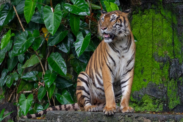 Tiger show language est assis devant la cascade Photo Premium