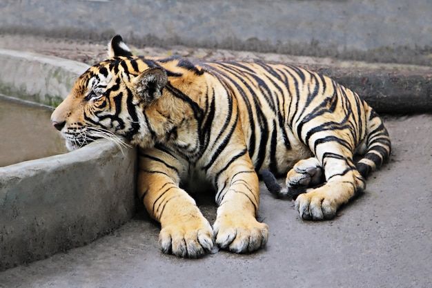 Tigre assis Photo Premium