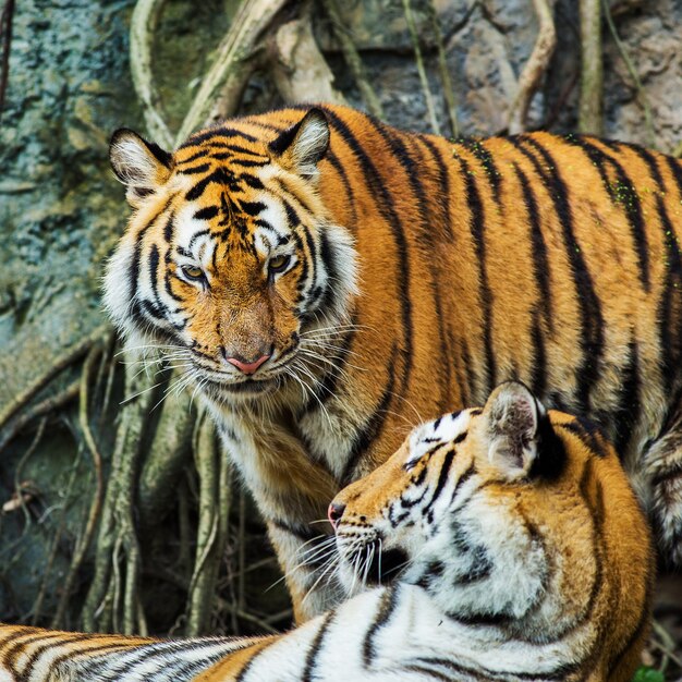  Tigre  Du  Bengale En Tha lande Photo Premium