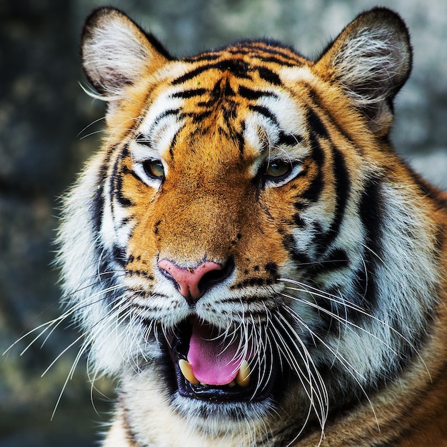 Tigre, Portrait D'un Tigre Du Bengale. | Photo Premium