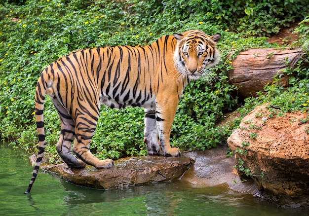  Tigre  De  Sumatra  Debout Dans L atmosph re Naturelle Du Zoo 