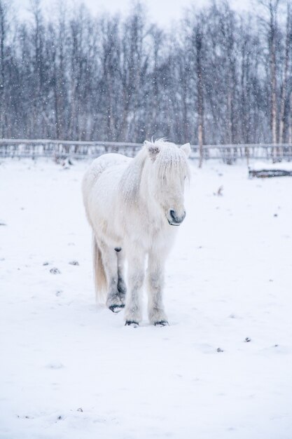 Tir Vertical D Un Beau Cheval Blanc Dans Un Champ Enneige Dans Le Nord De La Suede Photo Gratuite