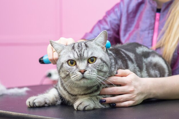 Toilettage De Chat Peignage De La Laine Mue Express Beau Chat Dans Un Salon De Beaute Toilettage D Animaux Peignage Des Cheveux Maitre De Toilettage De Chats Photo Premium