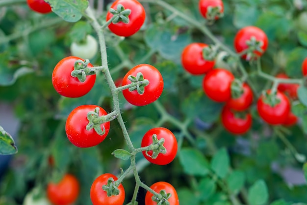 Tomate Groseille Dans Le Potager. | Photo Premium