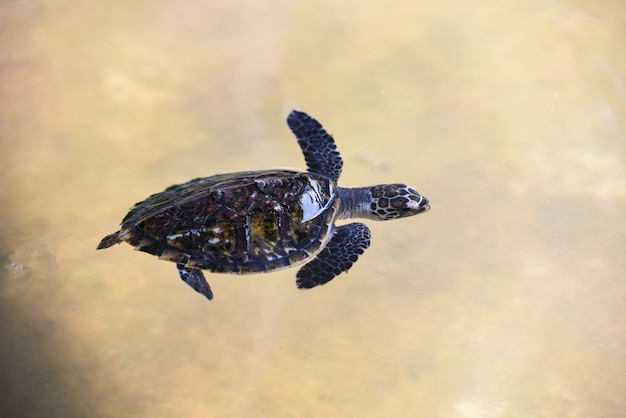 Tortue Imbriquee Petit Bebe Tortue De Mer Nageant Sur Un Etang D Eau A La Ferme Photo Premium