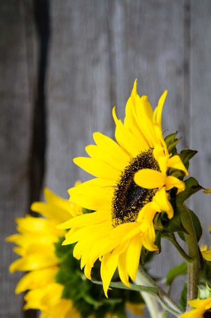 Tournesols sur fond de bois rustique Photo Premium