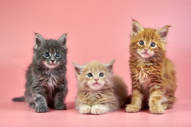 Trois Chatons Maine Coon Couleur Creme Rouge Et Gris Chats Mignons De Race A Poil Court