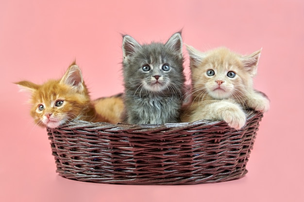 Trois Chatons Maine Coon En Panier Couleur Creme Rouge Et Gris Chats Mignons De Race A