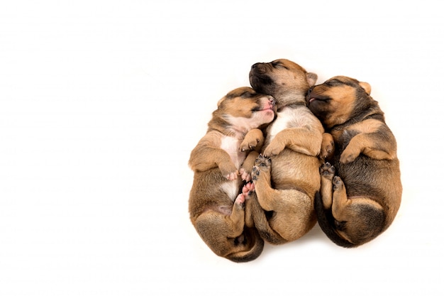 Trois chiot nouveau-né sur la vue de dessus de fond blanc Photo Premium