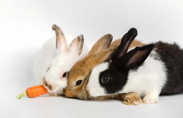 Trois Petits Lapins Avec Une Carotte Fraiche Sur Fond Blanc Nourrir L Animal Photo Premium