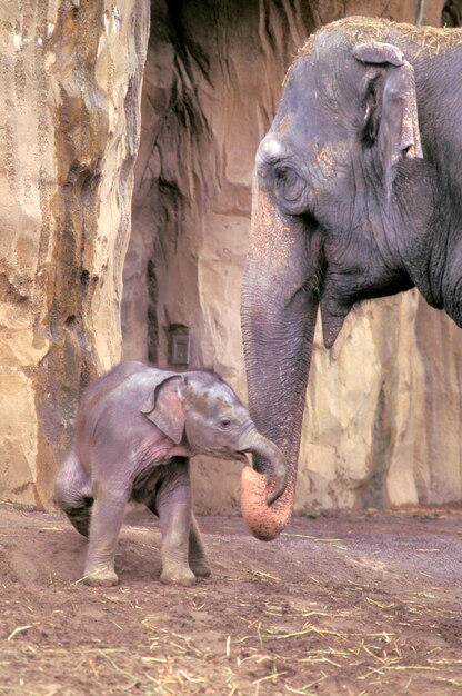 Troncs De Liaison Mere Et Bebe Elephant Photo Premium