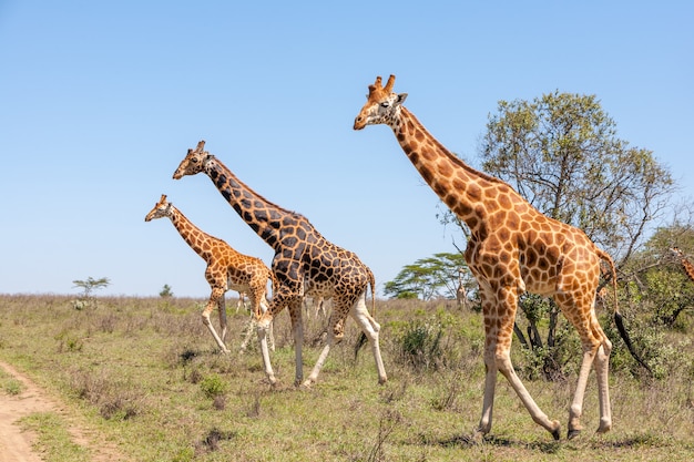 Deux Girafes Dans La Savane Kenya Tanzania La Tanzanie 