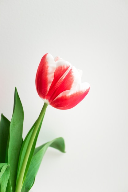 Tulipe Rose Carte Postale Minimaliste Pour Joyeux Anniversaire Saint Valentin Fete Des Meres Mariage Ou Autres Vacances Belle Fleur Fleurie Verticale Photo Premium