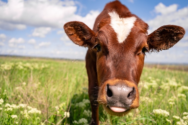 Vache De Bebe Frolant Sur Un Champ Avec L Herbe Verte Et Le Ciel Bleu Petit Veau Brun Photo Premium