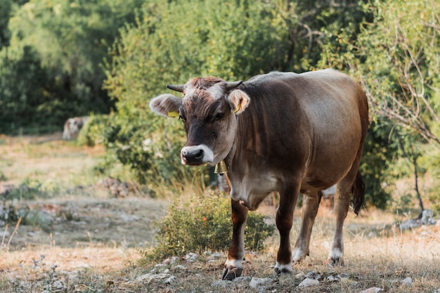 Vache Brune Dans Un Pre Photo Premium