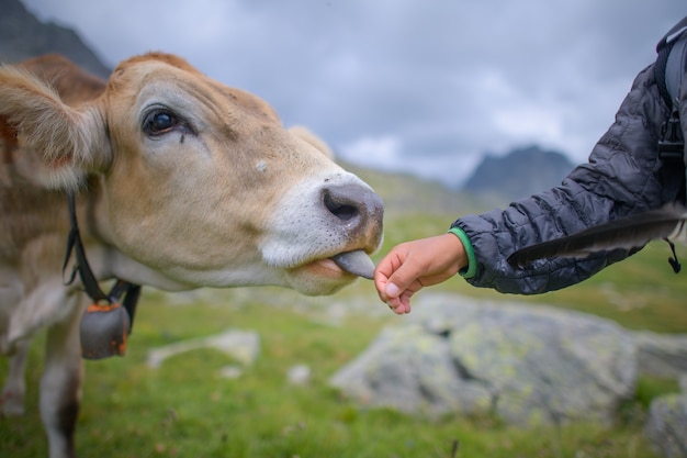 La Vache Leche La Main D Un Bebe Dans Un Paturage Photo Premium