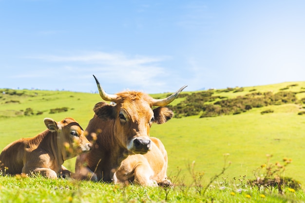 Vache Et Son Bebe Veau Assis Sur L Herbe Photo Premium