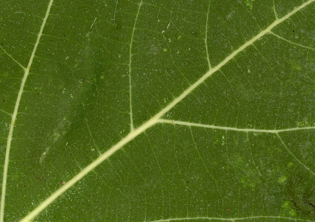  Veine  de la feuille verte  T l charger des Photos 