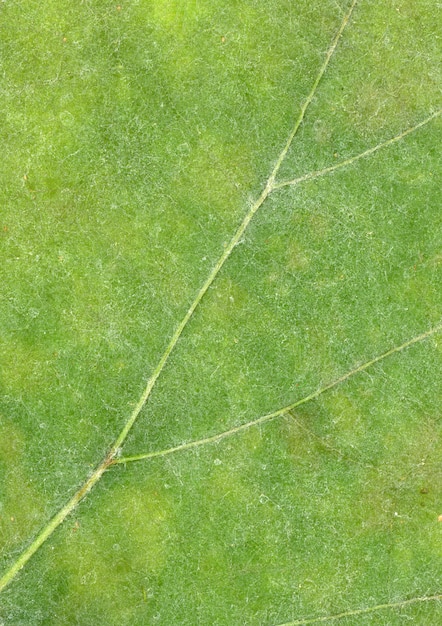  Veine  De La Feuille Verte  Photo Gratuite