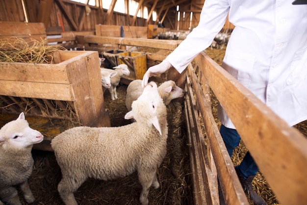 Un Veterinaire De Betail Meconnaissable Touchant De L Agneau De Mouton Bebe Photo Gratuite