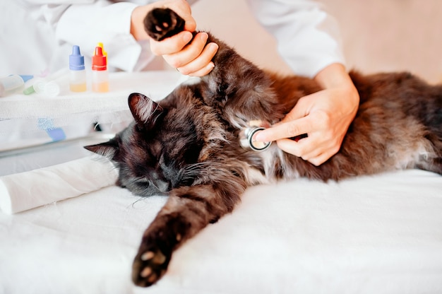 Vétérinaire: contrôles vétérinaires chez un chat noir Photo Premium