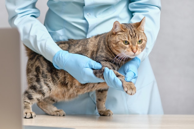 Un Veterinaire Avec Des Gants Fait Un Massage Des Pattes Du Chat Photo Premium