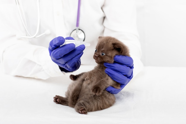 Le Veterinaire Presente Des Gouttes Pour Les Yeux A Un Beau Petit Chaton Atteint De Conjonctivite Photo Premium