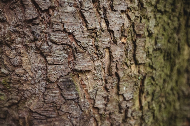 Vieux Bois  D corce  D arbre Fond  Photo Gratuite