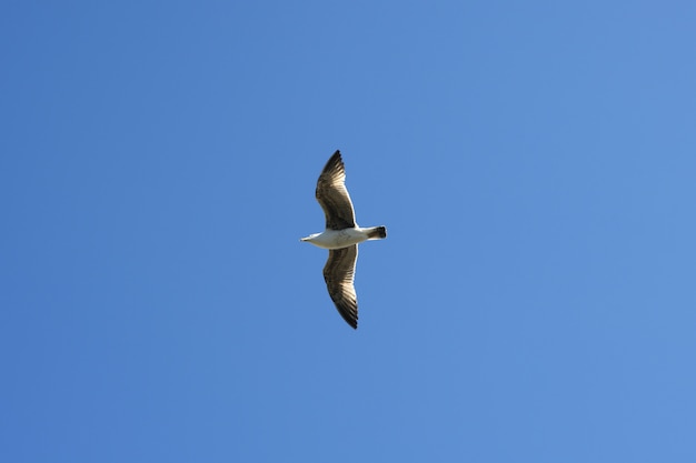 Vol Doiseau De Mer Mouette Vue Den Bas De Ciel Bleu