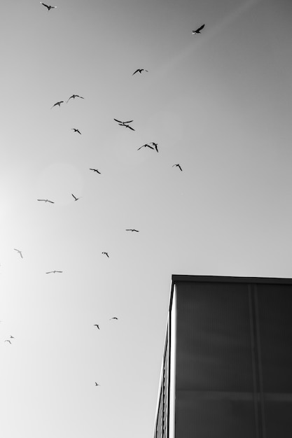 Images Gratuites Aile Ciel Oiseau De Mer Vol Bleu