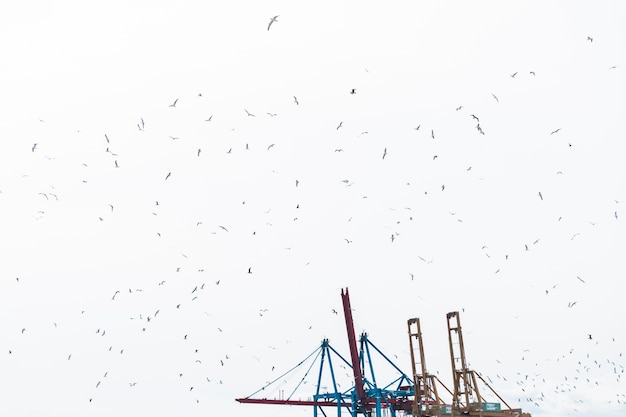 Volée Doiseaux Qui Volent Dans Le Ciel Avec La Grue Du Port