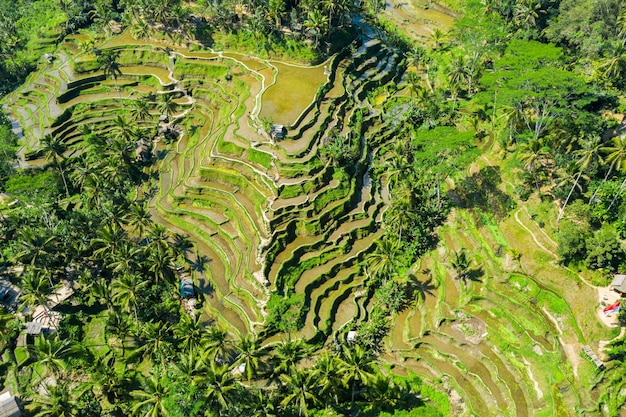  Vue  A rienne De Rizi res En Terrasses Bali  Indon sie 