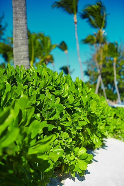 Vue De Beau Vert Tropical Coloré Avec Des Cocotiers Avec Un Ciel Bleu Photo gratuit