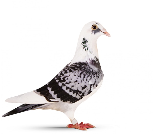 Vue Côté, De, Beau, Pigeon Voyageur, Debout, Blanc | Photo Premium