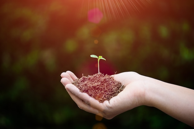 Vue De Dessus De Bebe Arbre Avec De La Terre En Arriere Plan Concept De Jour De La Terre Photo Premium