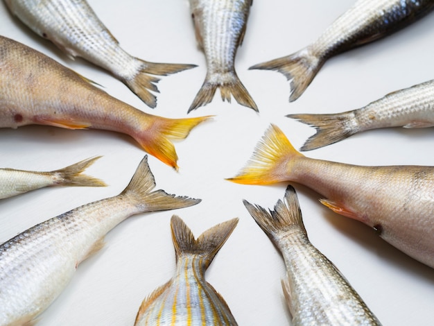 Vue de dessus cadre de queues de poisson frais Photo gratuit