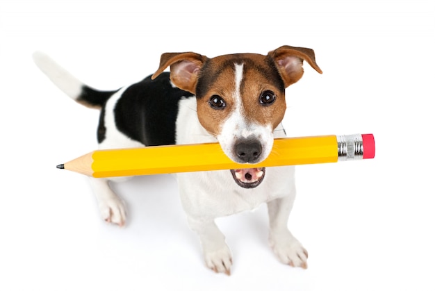 Vue de dessus du chien assis et maintenez un grand crayon jaune Photo Premium