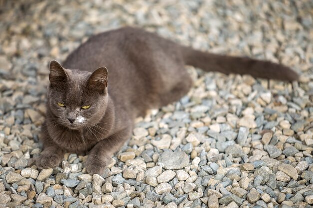 Vue De Dessus Du Gris Adulte Grand Gros Chat Paresseux A Poil Court Endormi Aux Yeux Verts Portant A L Exterieur Photo Premium