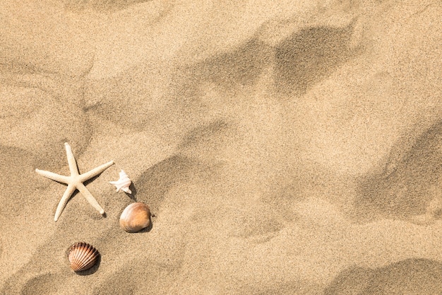 Vue De Dessus Des Etoiles De Mer Et Des Coquillages Sur La Plage De Sable Tropicale Photo Premium