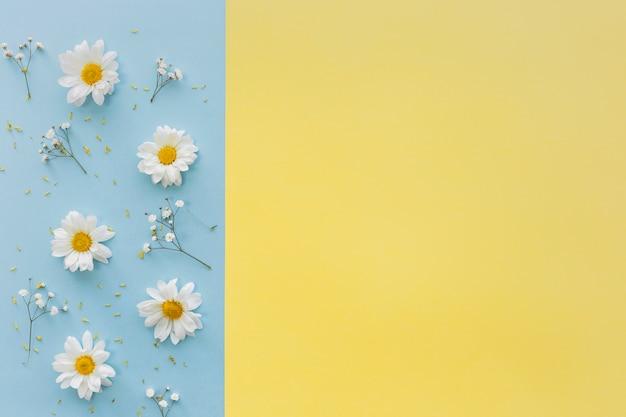 Vue de dessus des fleurs de marguerite blanche et des fleurs de souffle de bébé sur fond double Photo gratuit