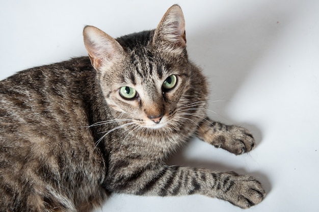 Vue De Dessus D Un Mignon Chat Tigre Domestique Allonge Sur Une Surface Blanche Et Regardant Curieusement Photo Gratuite