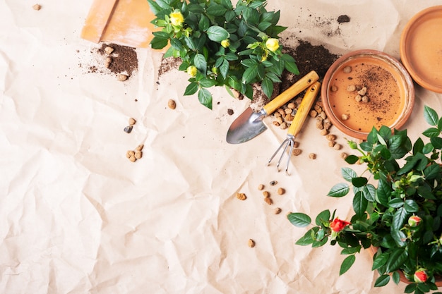 Vue de dessus des mini-roses dans des pots de fleurs en céramique et des outils de jardinage avec un espace libre pour le texte. Photo Premium