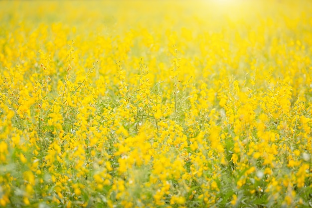Vue du champ de chanvre jaune sunn ou crotalaria juncea dans le champ Photo Premium