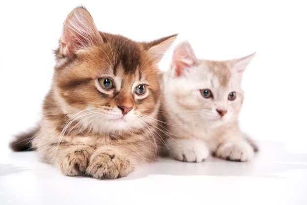 Vue De Face De Deux Bebes Chats Photo Premium